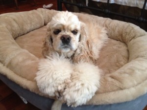 ... Louie in the bed that  Santa brought... xo