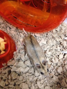 ... Romona, the Brevard Middle School hamster, is doing great... ;-)