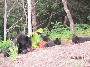 ... mama bear and her 3 cubs in our front yard in Sylvan Habitat...