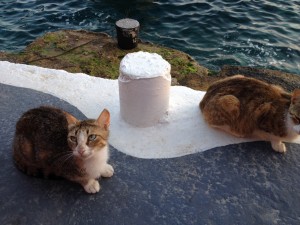 ... cats in Santorini...