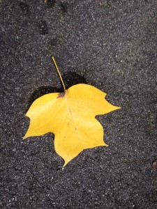 ... beautiful leaf on the driveway...