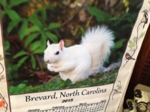... lots of talk about white squirrels on today's radio show... ;-)