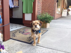 ... adorable store dog at Hunters & Gatherers... ;-)