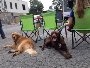 ... and other dogs  a few blocks away enjoying the music of Nikki Talley at the Farmers Market