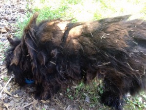Sweet cocker spaniel, Casey, rescued first week in November... all matted and dirty ;-(